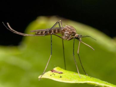 Kampagne zur Mückenprävention