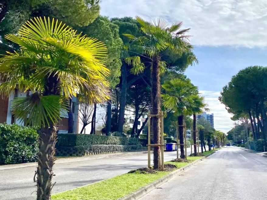 50 neue Palmen auf der Viale delle Palme gepflanzt