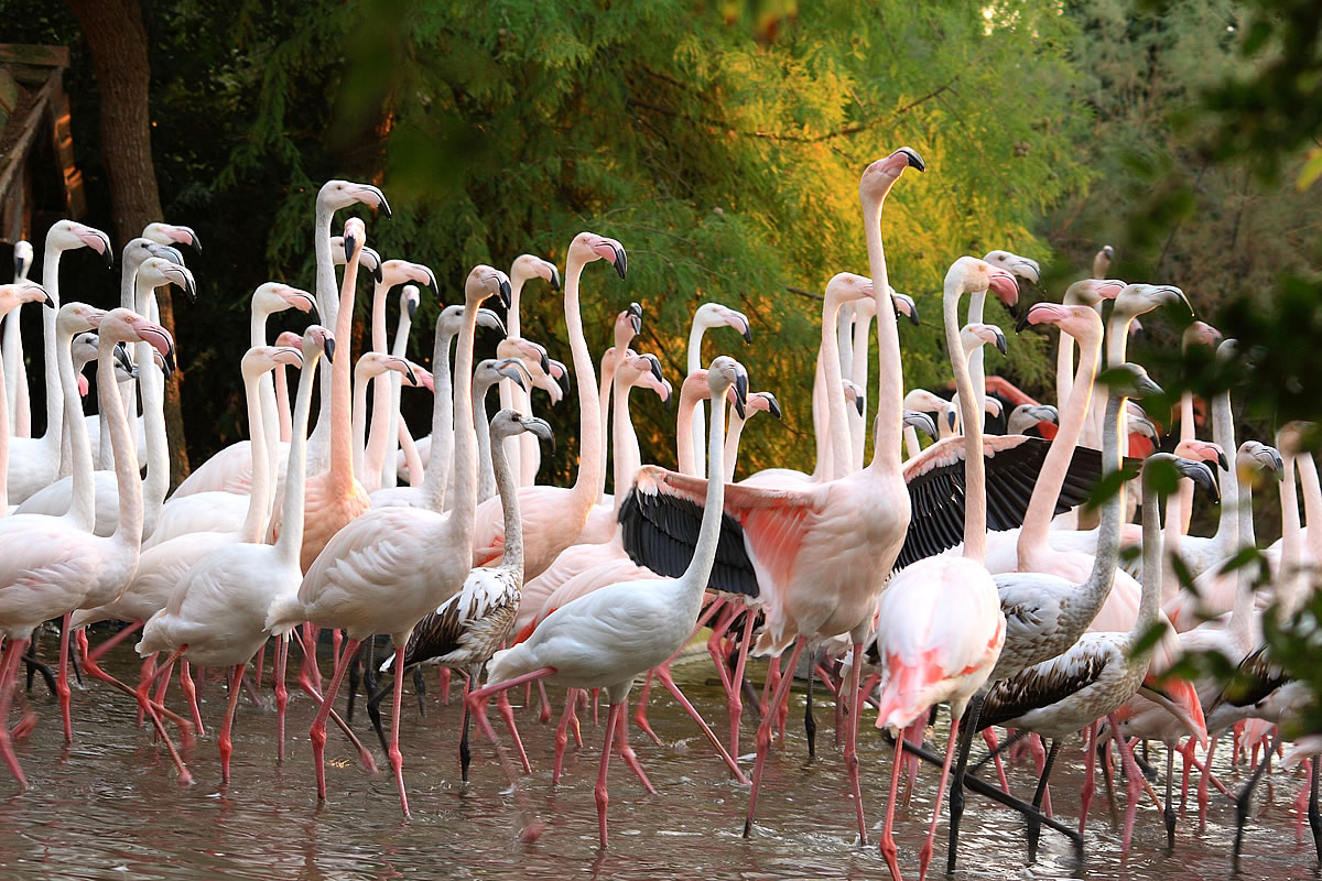 Zoo Park Punta Verde in Lignano Riviera